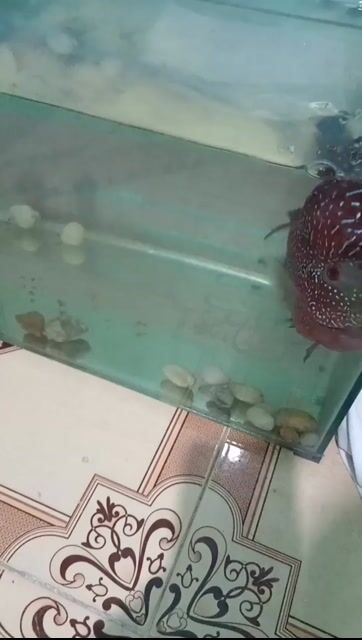 Cá La Hán Đỏ Hơn 1 năm. Mua bán Thú cưng khác tại Huyện Núi Thành Quảng Nam được đăng bởi hùng hình 1