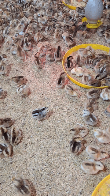 Gà giống 1-30 ngày tuổi đã tiêm. Mua bán Gà tại Quận 12 Tp Hồ Chí Minh được đăng bởi Lê Thị Hảo hình 1
