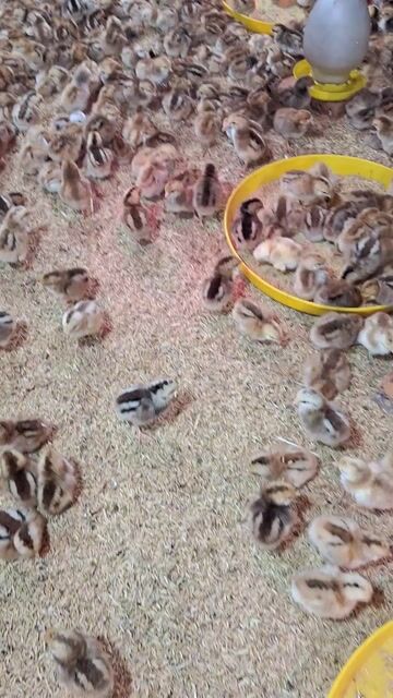 Gà giống 1-30 ngày tuổi đã tiêm. Mua bán Gà tại Quận 12 Tp Hồ Chí Minh được đăng bởi Lê Thị Hảo hình 1