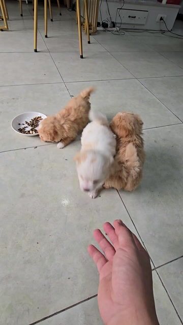 Chó Phốc Sóc lai 1 tháng. Mua bán Chó tại Huyện Quế Võ Bắc Ninh được đăng bởi Đỗ Văn Sơn hình 1