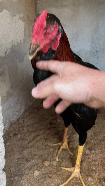 Gà chọi Tía đen đực 9 tháng. Mua bán Gà tại Thị xã Hương Trà Thừa Thiên Huế được đăng bởi gà chọi huế hình 1
