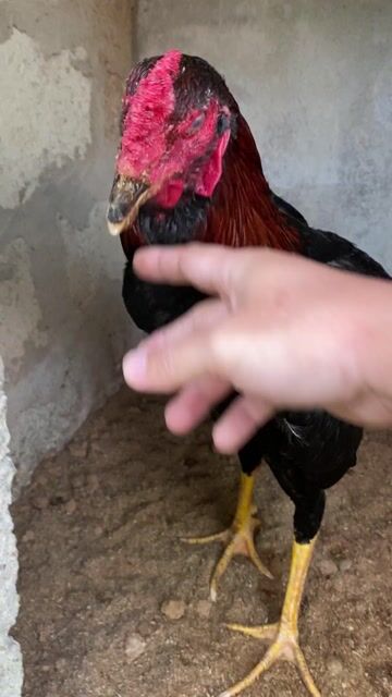 Gà chọi Tía đen đực 9 tháng. Mua bán Gà tại Thị xã Hương Trà Thừa Thiên Huế được đăng bởi gà chọi huế hình 1