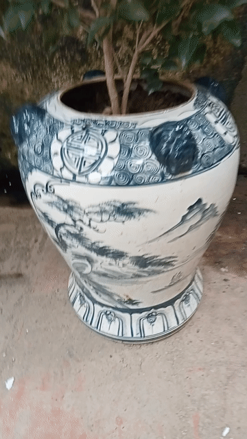 2 chậu cây Nguyệt quế. Mua bán Cây cảnh, đồ trang trí tại Quận Cầu Giấy Hà Nội được đăng bởi Dương xuân Trường hình 1