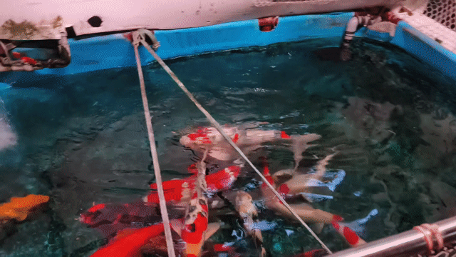 Cá Koi size 3x trở lên Đa sắc. Mua bán Thú cưng khác tại Huyện Nhà Bè Tp Hồ Chí Minh được đăng bởi Trần Tuấn Vũ hình 1