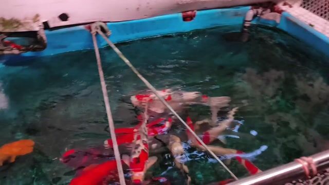 Cá Koi size 3x trở lên Đa sắc. Mua bán Thú cưng khác tại Huyện Nhà Bè Tp Hồ Chí Minh được đăng bởi Trần Tuấn Vũ hình 1
