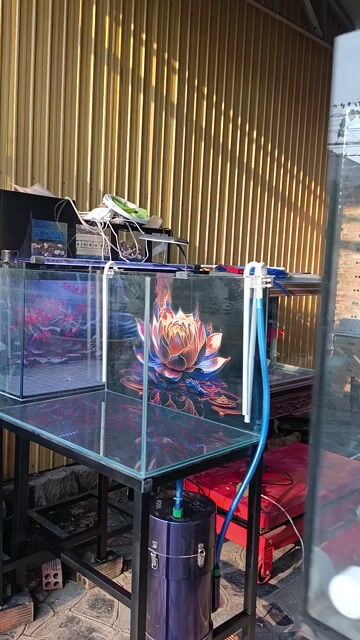 Hồ cá cảnh Kính 80x50x50 cm Mới sử dụng. Mua bán Phụ kiện, Thức ăn, Dịch vụ tại Thị xã Phú Mỹ Bà Rịa - Vũng Tàu được đăng bởi Pets  hình 1