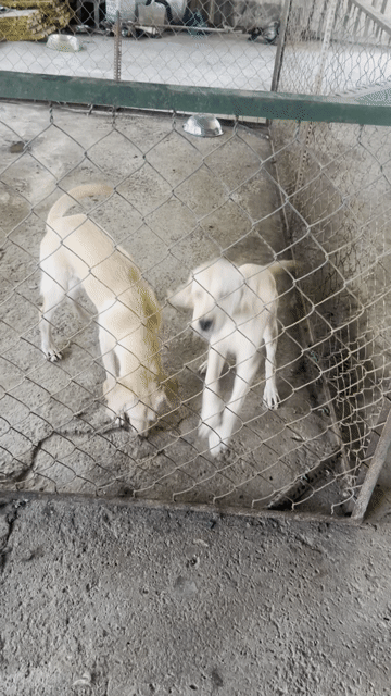 Chó Labrador đực Vàng kem 4 tháng. Mua bán Chó tại Huyện Bình Chánh Tp Hồ Chí Minh được đăng bởi Quốc Cường hình 1