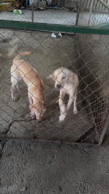 Chó Labrador đực Vàng kem 4 tháng. Mua bán Chó tại Huyện Bình Chánh Tp Hồ Chí Minh được đăng bởi Quốc Cường hình 1