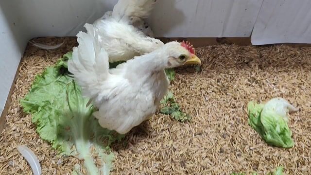 CẶP GÀ TRỐNG NHẠN MÁI NHẠN BÔNG SERAMA. Mua bán Gà tại Quận 8 Tp Hồ Chí Minh được đăng bởi THUẬN PHÁT SERAMA hình 1