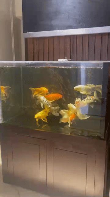 Cá chép vảy rồng Koi 10 năm. Mua bán Thú cưng khác tại Quận Hai Bà Trưng Hà Nội được đăng bởi Nguyên hình 1