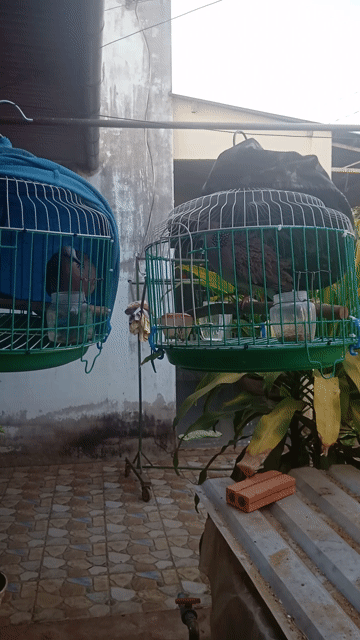 Chim cu gáy 5 tháng tuổi có ai cần . Mua bán Chim tại Thành phố Long Khánh Đồng Nai được đăng bởi cu gáy mai lai sinh sản Đồng nai  hình 1