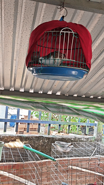Chim cu mái nuôi đc 2 năm. Mua bán Chim tại Quận Cái Răng Cần Thơ được đăng bởi GÀ TRE ĐÁ  cảng cái cui cần Thơ  hình 1