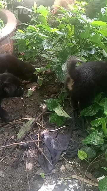 Chó con giống nhỏ cả hai màu Đen. Mua bán Chó tại Thành phố Biên Hòa Đồng Nai được đăng bởi Trần Đan hình 1