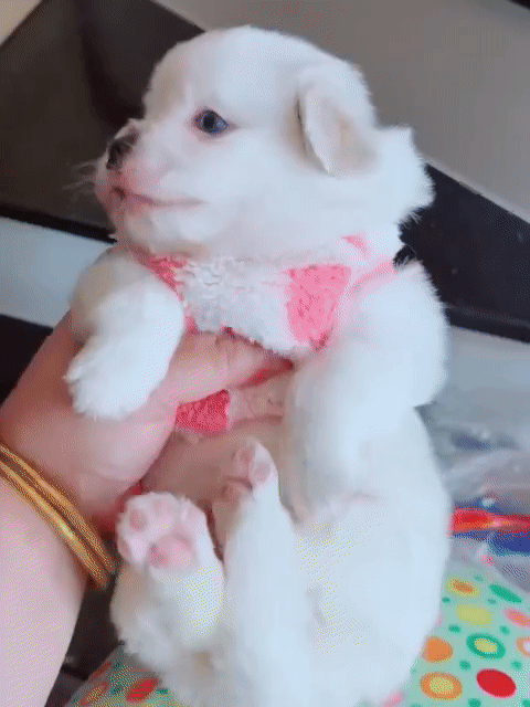 Chó BOM trắng 3 tháng đã tiêm 2 mũi .chợ đại hải. Mua bán Chó tại Huyện Hóc Môn Tp Hồ Chí Minh được đăng bởi Tuan anh hình 1