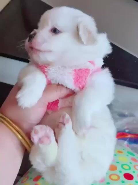 Chó BOM trắng 3 tháng đã tiêm 2 mũi .chợ đại hải. Mua bán Chó tại Huyện Hóc Môn Tp Hồ Chí Minh được đăng bởi Tuan anh hình 1