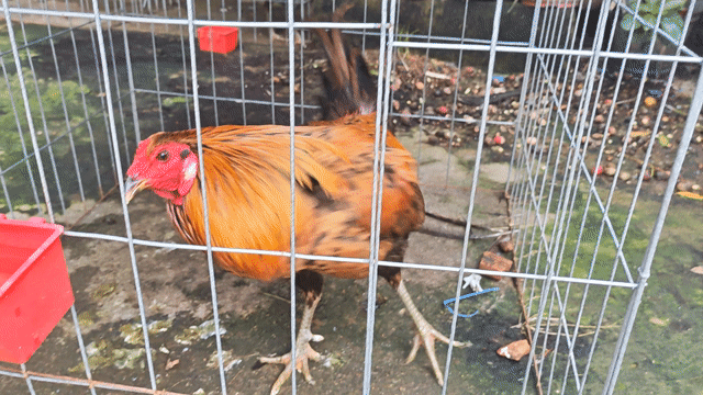 Gà Mỹ trống 12 tháng Khét 2.7kg. Mua bán Gà tại Thành phố Thủ Đức Tp Hồ Chí Minh được đăng bởi zl sdt nha hình 1