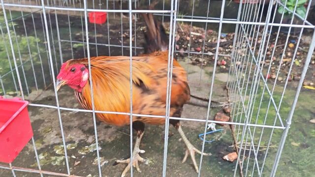 Gà Mỹ trống 12 tháng Khét 2.7kg. Mua bán Gà tại Thành phố Thủ Đức Tp Hồ Chí Minh được đăng bởi zl sdt nha hình 1