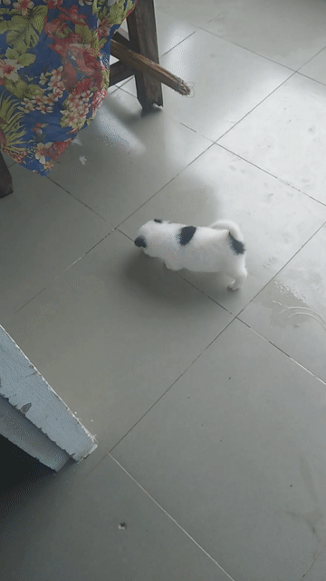 Chó Chihuahua lai Trắng, đen, nâu. Mua bán Chó tại Huyện Thới Lai Cần Thơ được đăng bởi Joy hình 1