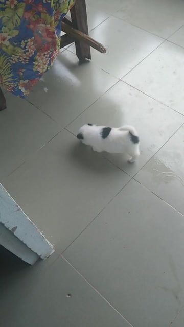 Chó Chihuahua lai Trắng, đen, nâu. Mua bán Chó tại Huyện Thới Lai Cần Thơ được đăng bởi Joy hình 1