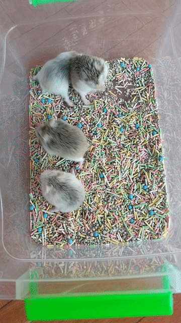 Hamster Robo lớn nhỏ. Mua bán Thú cưng khác tại Huyện Hóc Môn Tp Hồ Chí Minh được đăng bởi Quyên hình 1