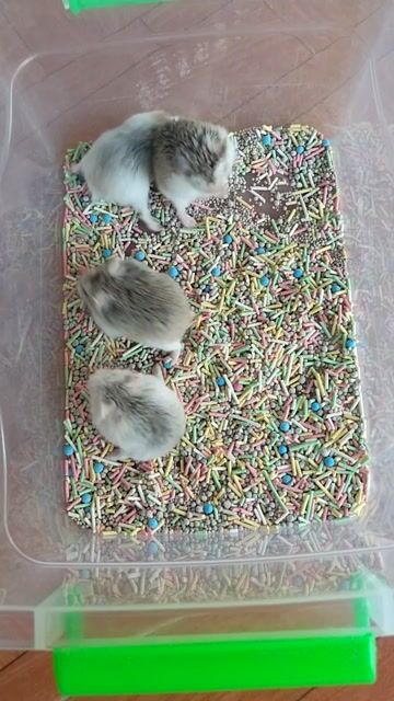 Hamster Robo lớn nhỏ. Mua bán Thú cưng khác tại Huyện Hóc Môn Tp Hồ Chí Minh được đăng bởi Quyên hình 1
