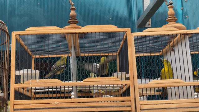 các dòng chim sâu giá rẻ. Mua bán Chim tại Huyện Bình Chánh Tp Hồ Chí Minh được đăng bởi đam Mê chim sâu hình 1