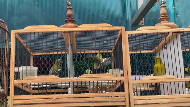 các dòng chim sâu giá rẻ. Mua bán Chim tại Huyện Bình Chánh Tp Hồ Chí Minh được đăng bởi đam Mê chim sâu hình 1