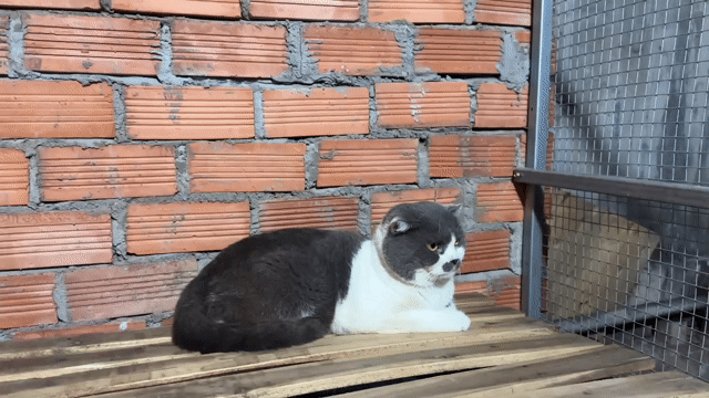 Mèo Bicolor fom siêu nọng,tai cụp,phối tốt. Mua bán Mèo tại Thành phố Dĩ An Bình Dương được đăng bởi ThuongBanMeo hình 1