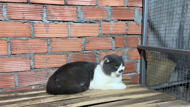 Mèo Bicolor fom siêu nọng,tai cụp,phối tốt. Mua bán Mèo tại Thành phố Dĩ An Bình Dương được đăng bởi ThuongBanMeo hình 1