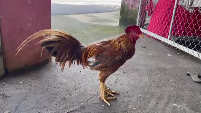 Gà chọi Đực Nâu đỏ đã qua sử dụng. Mua bán Gà tại Huyện Bù Đốp Bình Phước được đăng bởi Hoàng Khang hình 1