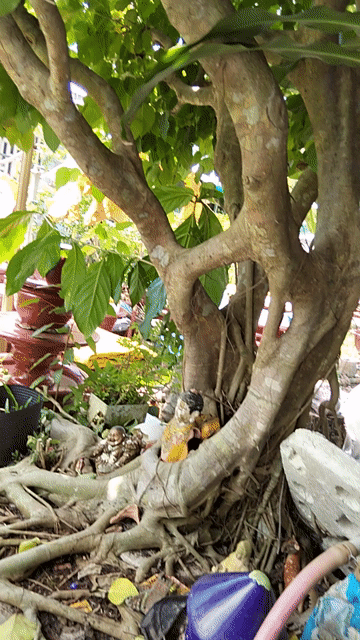 Cây lâm vồ dễ chăm sóc trang trí. Mua bán Cây cảnh, đồ trang trí tại Quận Bình Thuỷ Cần Thơ được đăng bởi thanh hải  hình 1