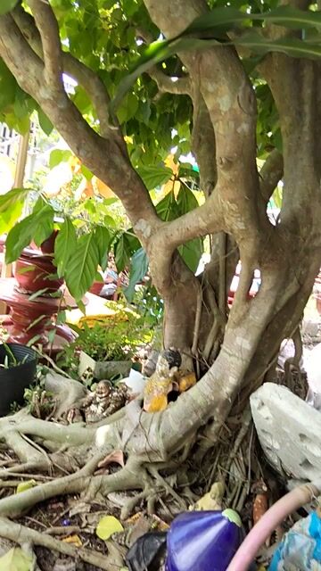 Cây lâm vồ dễ chăm sóc trang trí. Mua bán Cây cảnh, đồ trang trí tại Quận Bình Thuỷ Cần Thơ được đăng bởi thanh hải  hình 1