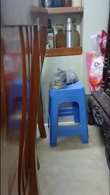 Mèo Munchkin 8 tháng Xám. Mua bán Mèo tại Quận Đống Đa Hà Nội được đăng bởi Công ty TNHH HỌA MI hình 1