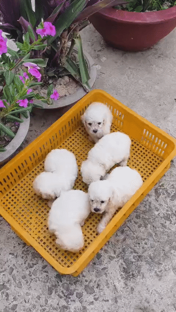 Chó Poodle. Mua bán Chó tại Huyện Châu Thành Bến Tre được đăng bởi Minh hình 1