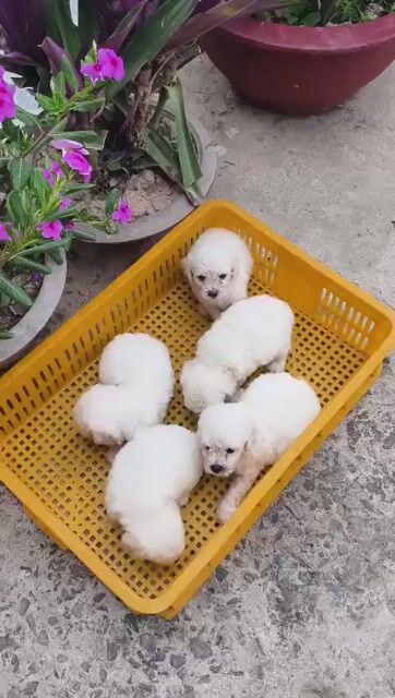 Chó Poodle. Mua bán Chó tại Huyện Châu Thành Bến Tre được đăng bởi Minh hình 1