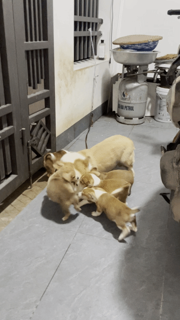 Chó con Nâu trắng đã tiêm phòng ( Bố là corgi ). Mua bán Chó tại Huyện Đan Phượng Hà Nội được đăng bởi Huấn Nguyễn hình 1