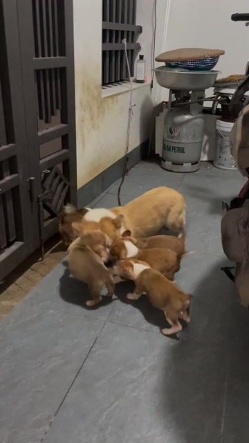 Chó con Nâu trắng đã tiêm phòng ( Bố là corgi ). Mua bán Chó tại Huyện Đan Phượng Hà Nội được đăng bởi Huấn Nguyễn hình 1