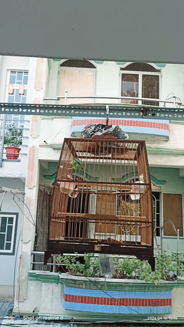 Chim hỏa tiễn cần bán. Mua bán Chim tại Quận Bình Tân Tp Hồ Chí Minh được đăng bởi Anh Tuấn  hình 1