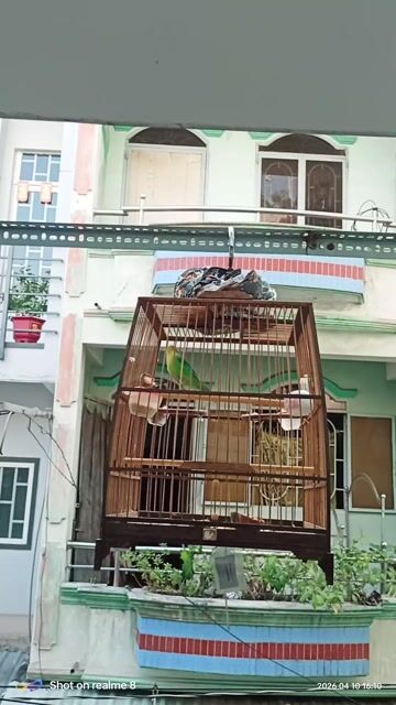 Chim hỏa tiễn cần bán. Mua bán Chim tại Quận Bình Tân Tp Hồ Chí Minh được đăng bởi Anh Tuấn  hình 1