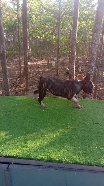 Chó Boston Terrier cái 5 tháng. Mua bán Chó tại Huyện Trảng Bom Đồng Nai được đăng bởi Trần Văn lưu hình 1