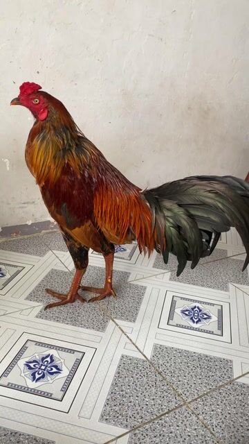 Gà chọi Vàng 2.6kg chân Xanh. Mua bán Gà tại Thành phố Cà Mau Cà Mau được đăng bởi bắc thiện hình 1