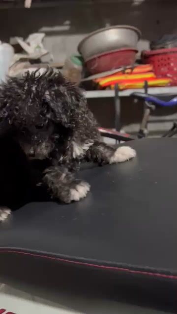 Chó poodle lai phốc sóc được 3 tháng tuổi. Mua bán Chó tại Huyện Lập Thạch Vĩnh Phúc được đăng bởi Quỳnh My hình 1