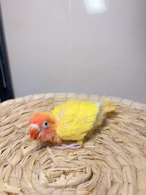 lovebird baby. Mua bán Chim tại Quận Bình Tân Tp Hồ Chí Minh được đăng bởi Tiên hình 1