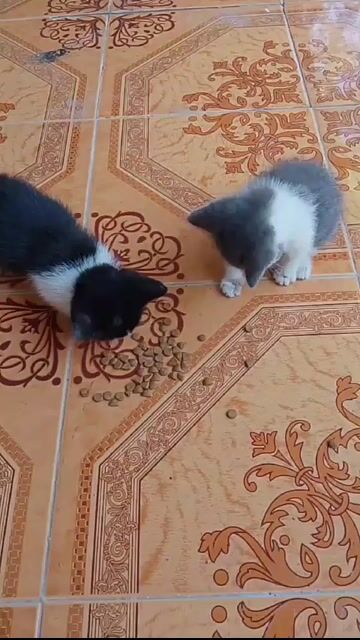 Mèo anh lông ngắn. Mua bán Mèo tại Huyện Cái Bè Tiền Giang được đăng bởi MaoMao IBourbonl hình 1