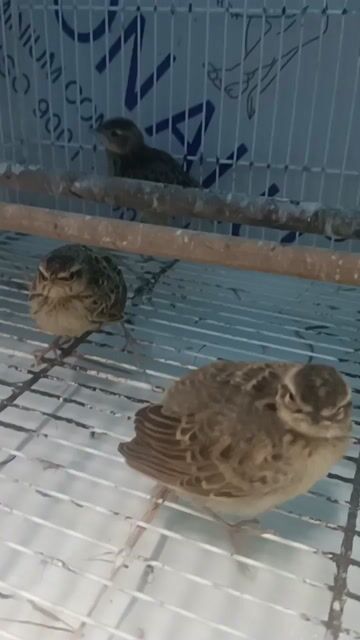 Chim Sơn ca non trống. Mua bán Chim tại Quận 5 Tp Hồ Chí Minh được đăng bởi chim cảnh  hình 1