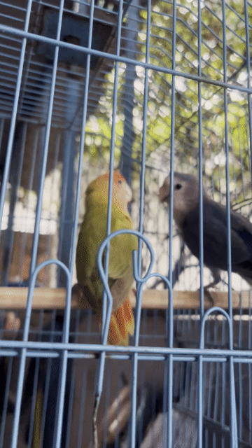Chim Vàng Xám. Mua bán Chim tại Quận Bình Tân Tp Hồ Chí Minh được đăng bởi Thành Hiệp hình 1