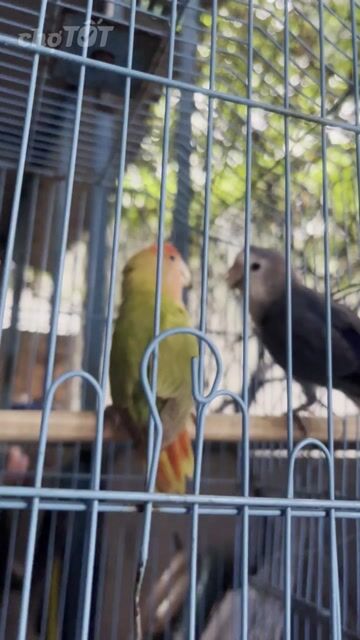 Chim Vàng Xám. Mua bán Chim tại Quận Bình Tân Tp Hồ Chí Minh được đăng bởi Thành Hiệp hình 1