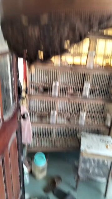 Chim Than non Đen trắng Không tật lỗi. Mua bán Chim tại Quận Cẩm Lệ Đà Nẵng được đăng bởi Khang anh hình 1