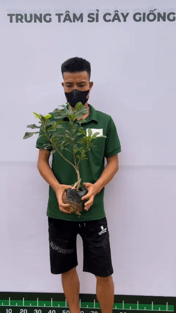 Cây giống Thanh mai. Mua bán Đồ chuyên dụng, Giống nuôi trồng tại Huyện Sông Lô Vĩnh Phúc được đăng bởi Tình Nguyễn hình 1