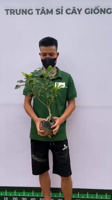 Cây giống Thanh mai. Mua bán Đồ chuyên dụng, Giống nuôi trồng tại Huyện Sông Lô Vĩnh Phúc được đăng bởi Tình Nguyễn hình 1